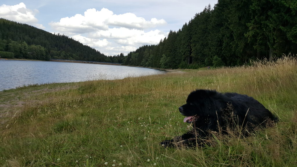wandelen met hond in Duitsland – Rennsteig Thüringen
