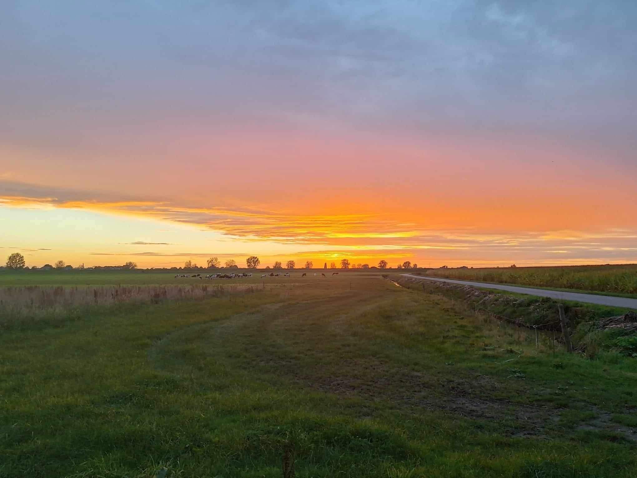 Chateau Lagarde landschap met koeien