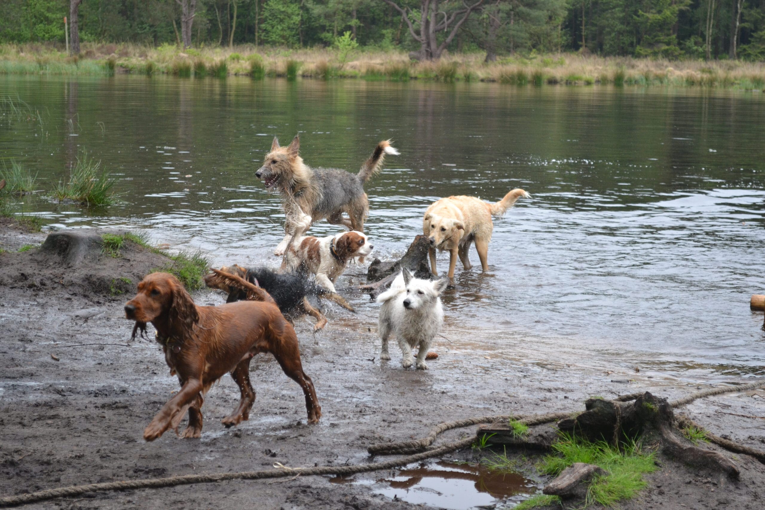 Hondencamping Evensterk, Een Drenthe honden