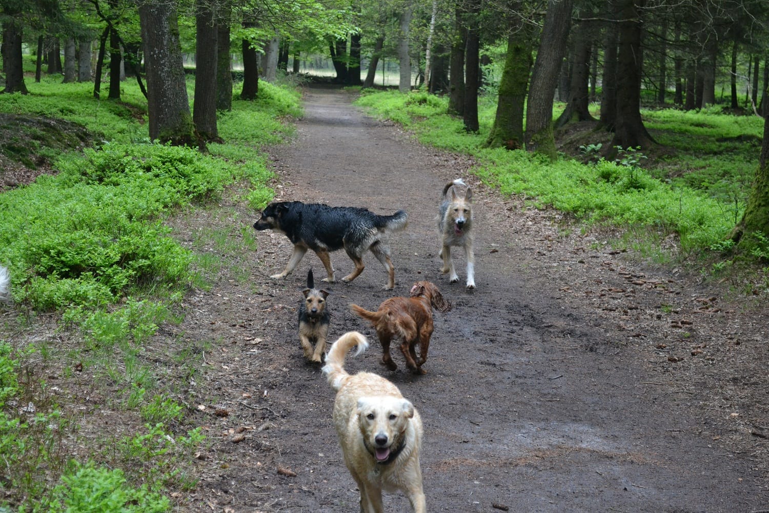 Hondencamping Evensterk, Een Drenthe