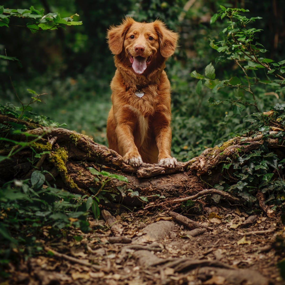 Stadhuisje Apeldoorn – Luxe vakantiehuis met hond op de Veluwe