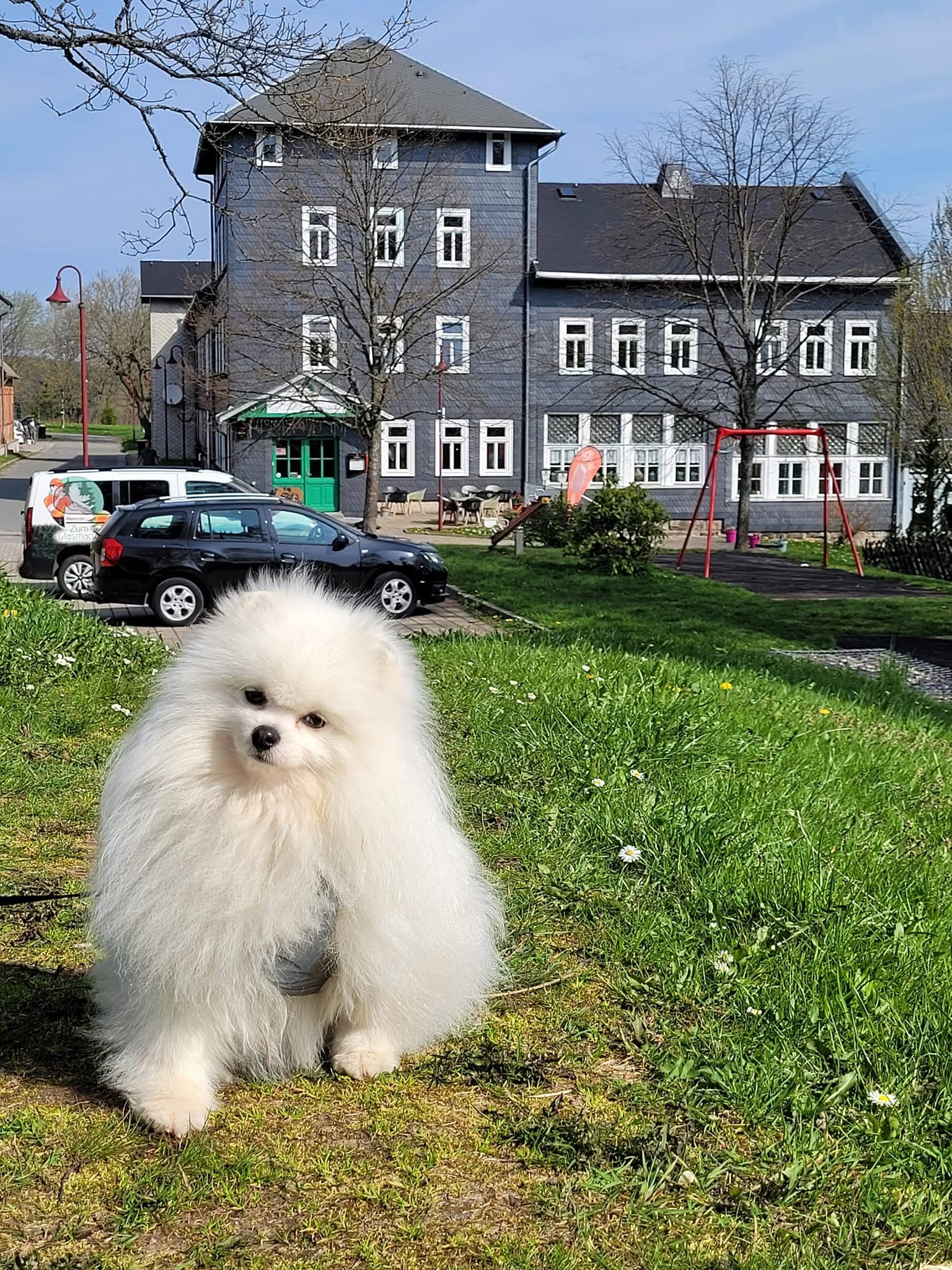 Je vakantiehuis hondvriendelijk maken: 12 dingen waar gasten écht op letten