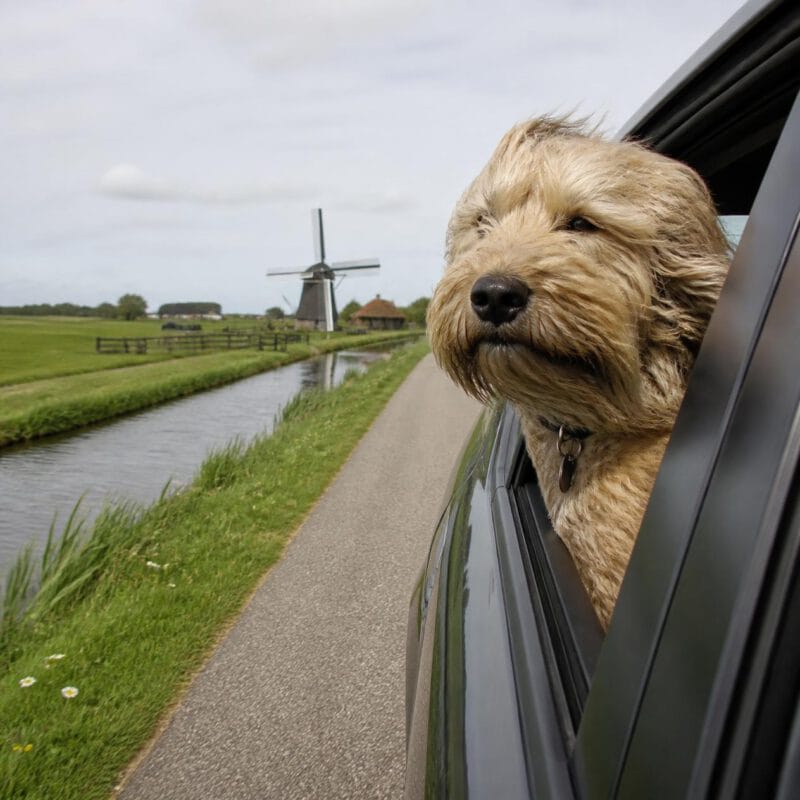 Nederland hondvriendelijkste land van Europa: ultieme top 10